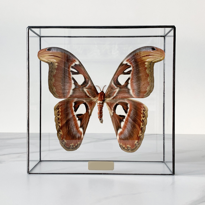 Статуэтка Butterfly Atlas Glass Box Статуэтка Butterfly Atlas Glass Box в Липецке | Loft Concept