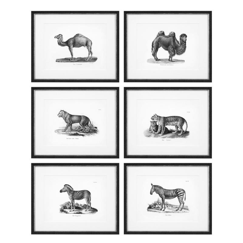 Комплект постеров Eichholtz Prints Historical Animals set of 6 Черный Черно-белый Комплект постеров Eichholtz Prints Historical Animals set of 6 Черный Черно-белый в Липецке | Loft Concept