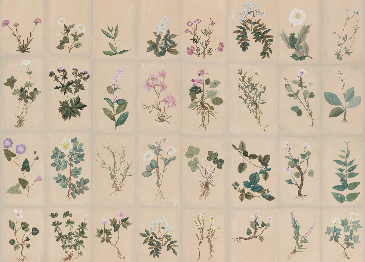 Обои ручная роспись Botanical Studies Cutter colourway Обои ручная роспись Botanical Studies Cutter colourway - постер Loft-Concept в Липецке