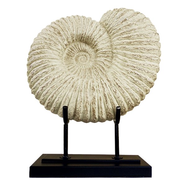 Аксессуар Аммонит Fossil Shell Аксессуар Аммонит Fossil Shell в Липецке | Loft Concept