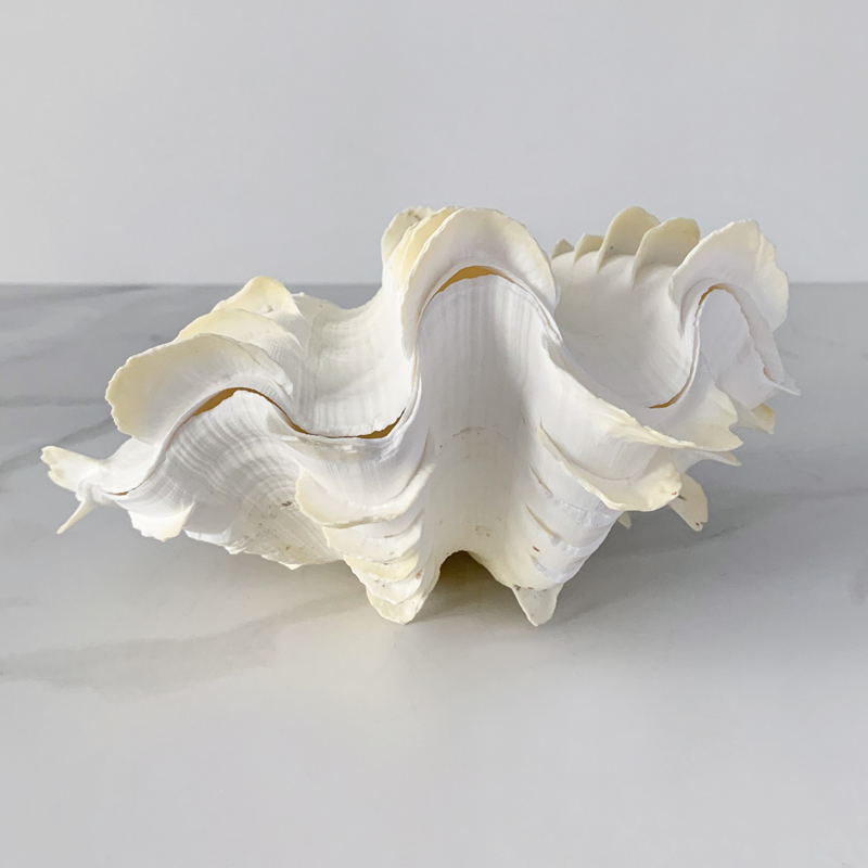 Статуэтка Tridacna Squamosa Shell S Статуэтка Tridacna Squamosa Shell S в Липецке | Loft Concept