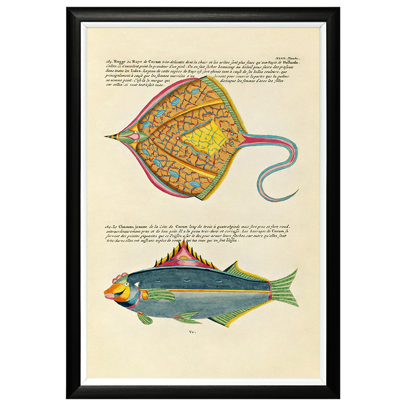 Постер в черной раме Fish Guide 25 Мульти Черный Постер в черной раме Fish Guide 25 Мульти Черный в Липецке | Loft Concept