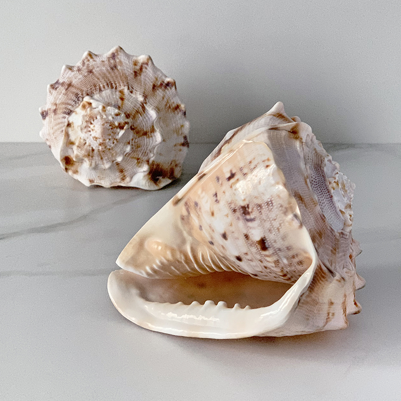 Статуэтка Cassis Cornuta Shell Статуэтка Cassis Cornuta Shell в Липецке | Loft Concept
