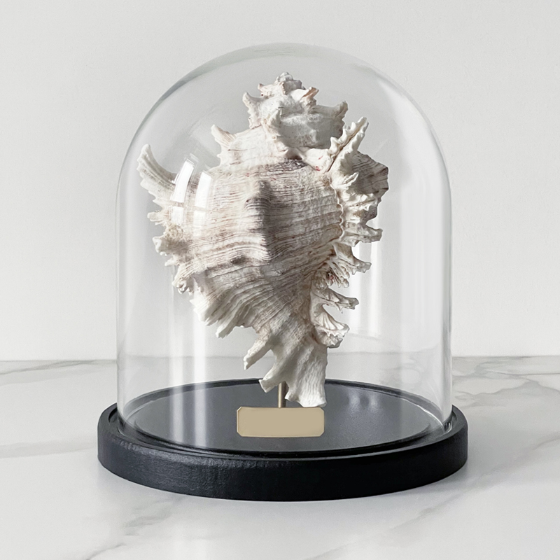 Статуэтка Murex Ramosus Glass Cloche Статуэтка Murex Ramosus Glass Cloche в Липецке | Loft Concept