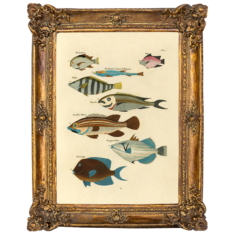 Постер Fish Species в багетной раме Мульти Золотой Постер Fish Species в багетной раме Мульти Золотой в Липецке | Loft Concept