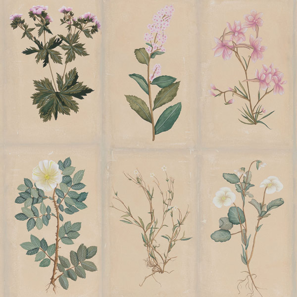 Обои ручная роспись Botanical Studies Cutter colourway Обои ручная роспись Botanical Studies Cutter colourway в Липецке | Loft Concept