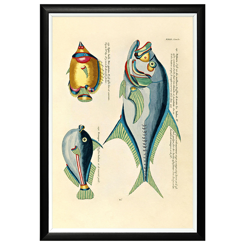 Постер в черной раме Fish Guide 18 Мульти Черный Постер в черной раме Fish Guide 18 Мульти Черный в Липецке | Loft Concept