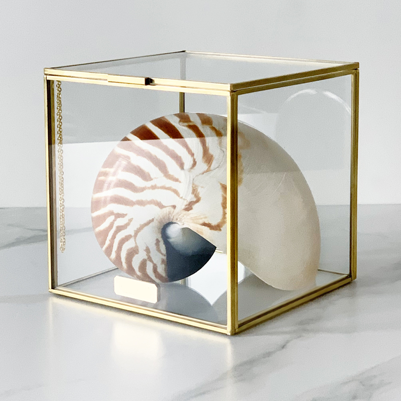 Статуэтка Nautilus Pompilius Glass Box M Статуэтка Nautilus Pompilius Glass Box M в Липецке | Loft Concept