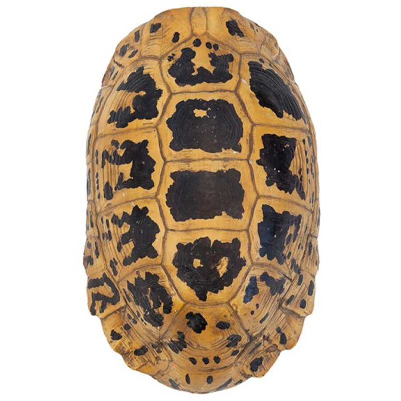Аксессуар Turtle Hermanni Shell Коричневый Желтый Аксессуар Turtle Hermanni Shell Коричневый Желтый в Липецке | Loft Concept