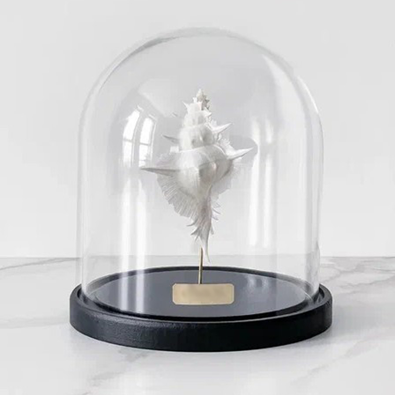 Статуэтка Murex Alabaster Glass Cloche Статуэтка Murex Alabaster Glass Cloche в Липецке | Loft Concept