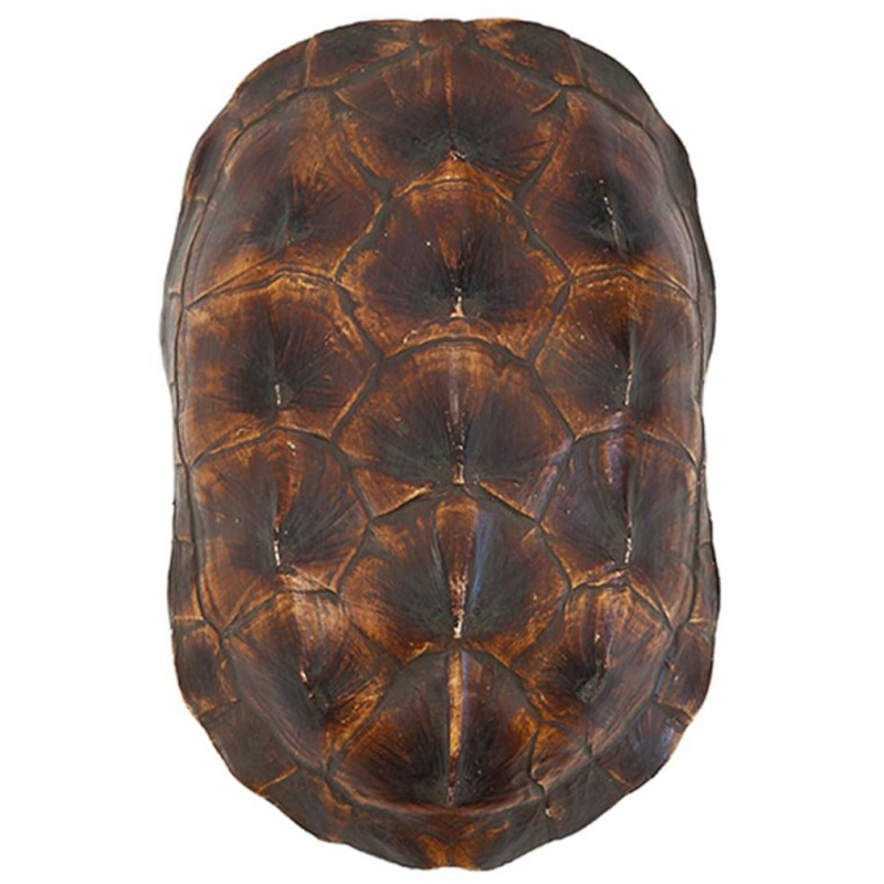 Аксессуар Turtle Shell Natural Brown Коричневый Аксессуар Turtle Shell Natural Brown Коричневый в Липецке | Loft Concept