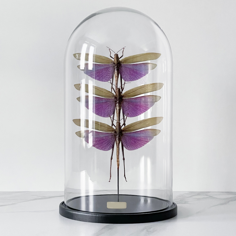Статуэтка 3 Grasshoppers Titanacris Albipes Glass Cloche Статуэтка 3 Grasshoppers Titanacris Albipes Glass Cloche в Липецке | Loft Concept