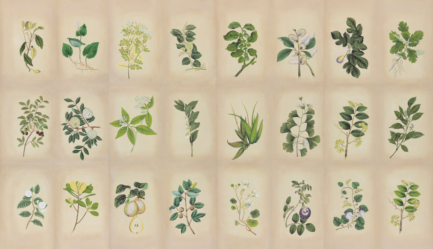 Обои ручная роспись Botanical Studies Linnaeus colourway Обои ручная роспись Botanical Studies Linnaeus colourway - постер Loft-Concept в Липецке
