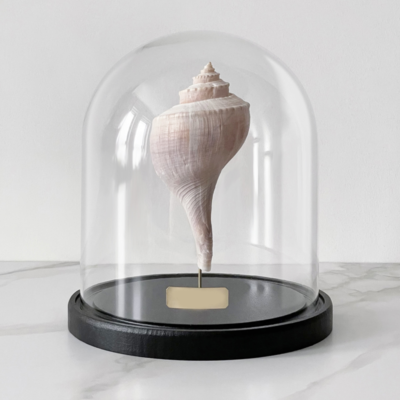 Статуэтка Busycon Canaliculatus Glass Cloche Статуэтка Busycon Canaliculatus Glass Cloche в Липецке | Loft Concept
