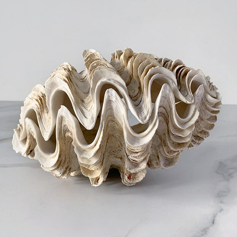 Статуэтка Tridacna Maxima Shell Статуэтка Tridacna Maxima Shell в Липецке | Loft Concept