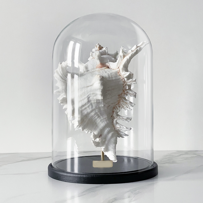 Статуэтка Murex Ramosus Glass Cloche XL Статуэтка Murex Ramosus Glass Cloche XL в Липецке | Loft Concept