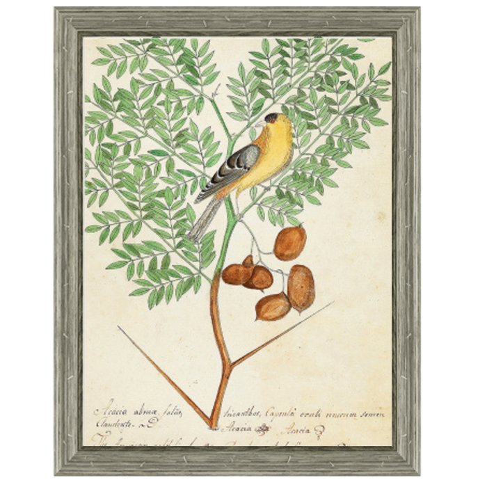 Постер Paradise Bird On Branch Постер Paradise Bird On Branch в Липецке | Loft Concept