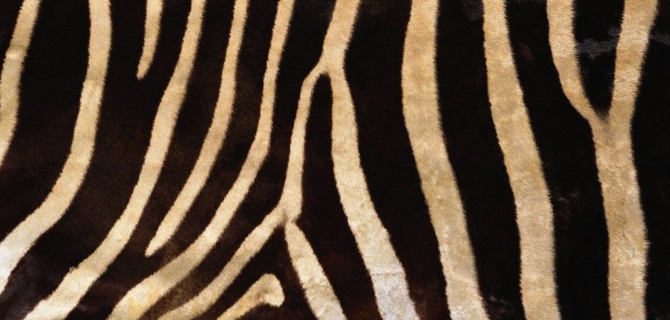Натуральная шкура зебры Hartmannae - фото №1