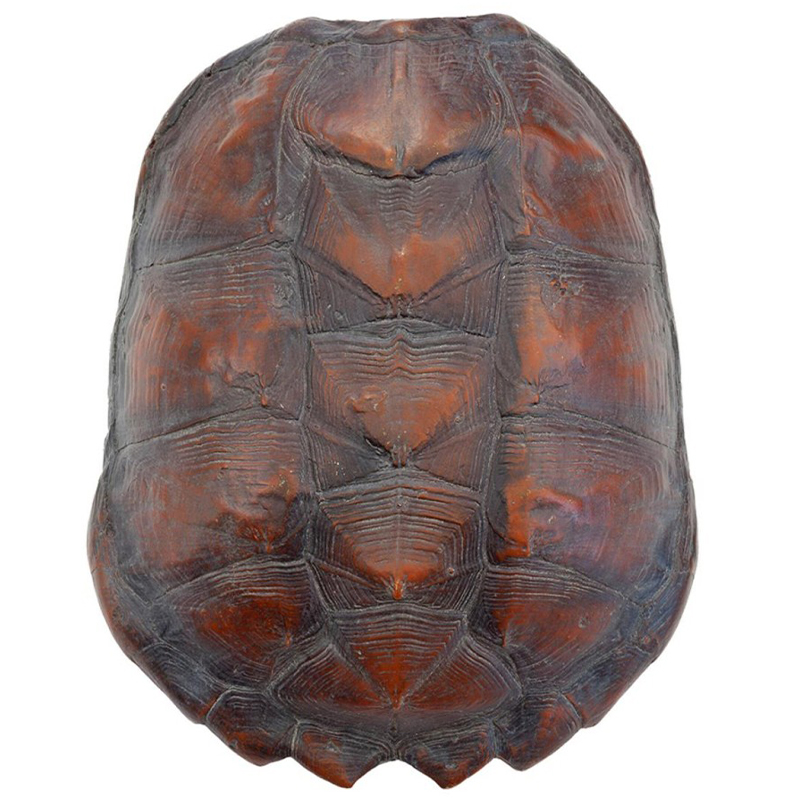 Аксессуар Turtle Shell Big Natural Коричневый Аксессуар Turtle Shell Big Natural Коричневый в Липецке | Loft Concept