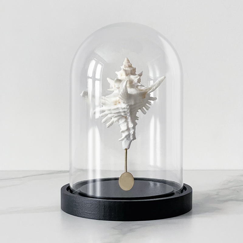 Статуэтка Murex Saharicus Glass Cloche  в Липецке | Loft Concept 