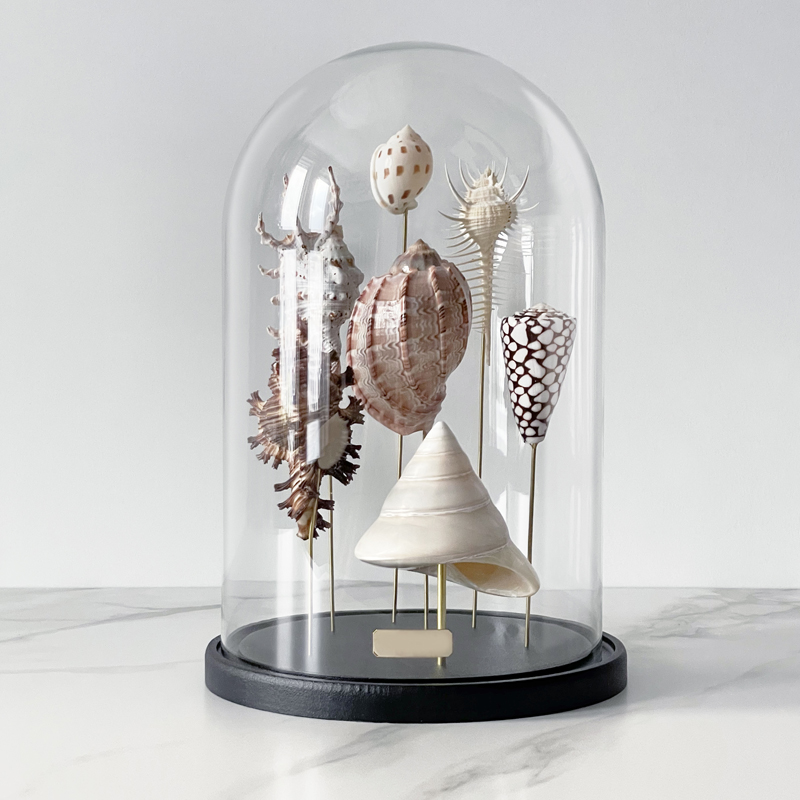 Статуэтка Shell Collection Glass Cloche 2 Статуэтка Shell Collection Glass Cloche 2 в Липецке | Loft Concept