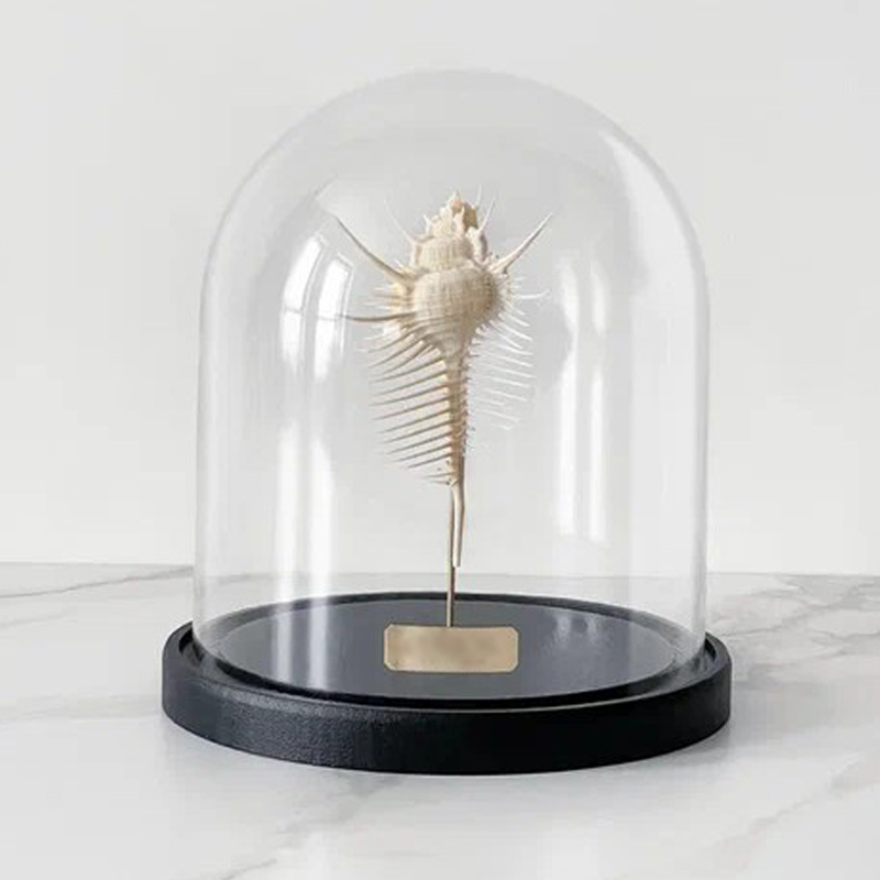 Статуэтка Murex Pecten Glass Cloche Статуэтка Murex Pecten Glass Cloche в Липецке | Loft Concept