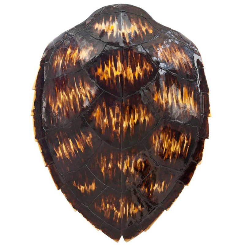 Аксессуар Turtle Shell Motley Natural Коричневый Желтый Аксессуар Turtle Shell Motley Natural Коричневый Желтый в Липецке | Loft Concept