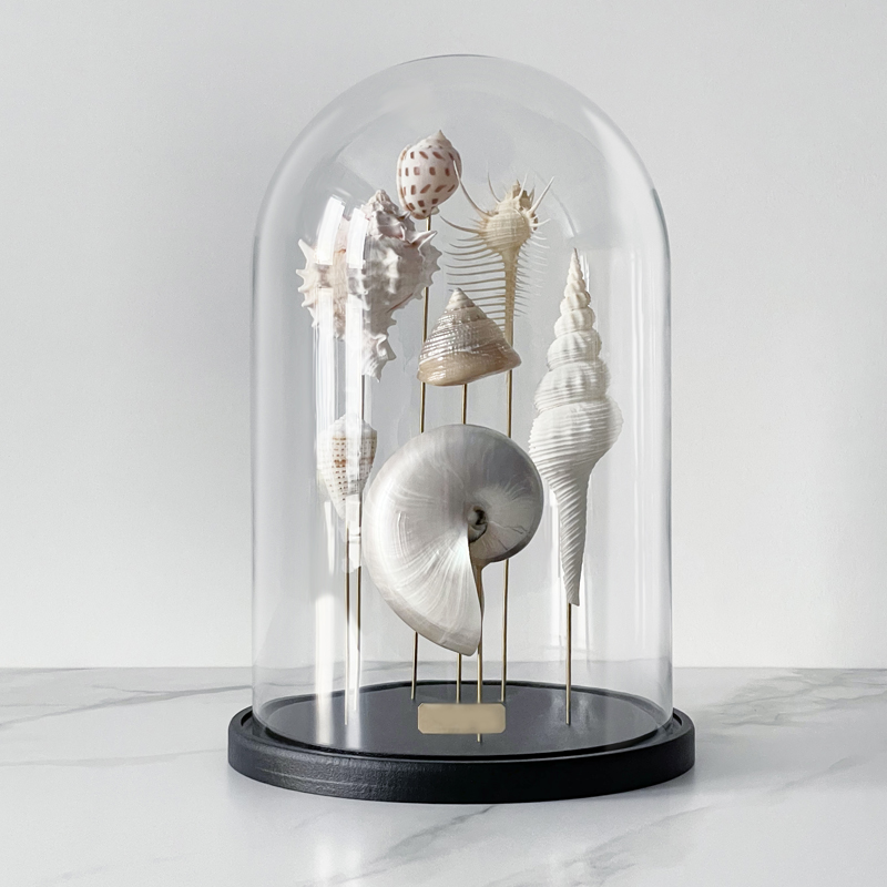 Статуэтка Shell Collection Glass Cloche 1 Статуэтка Shell Collection Glass Cloche 1 в Липецке | Loft Concept