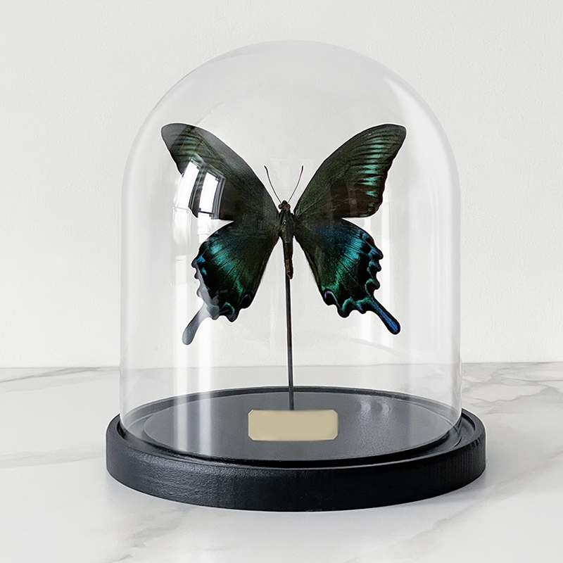 Статуэтка Butterfly Sailboat Maaka Glass Cloche Статуэтка Butterfly Sailboat Maaka Glass Cloche в Липецке | Loft Concept