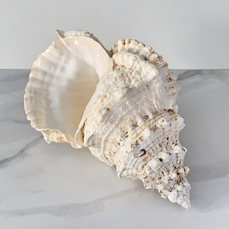 Статуэтка Bursa Bubo Shell Статуэтка Bursa Bubo Shell в Липецке | Loft Concept