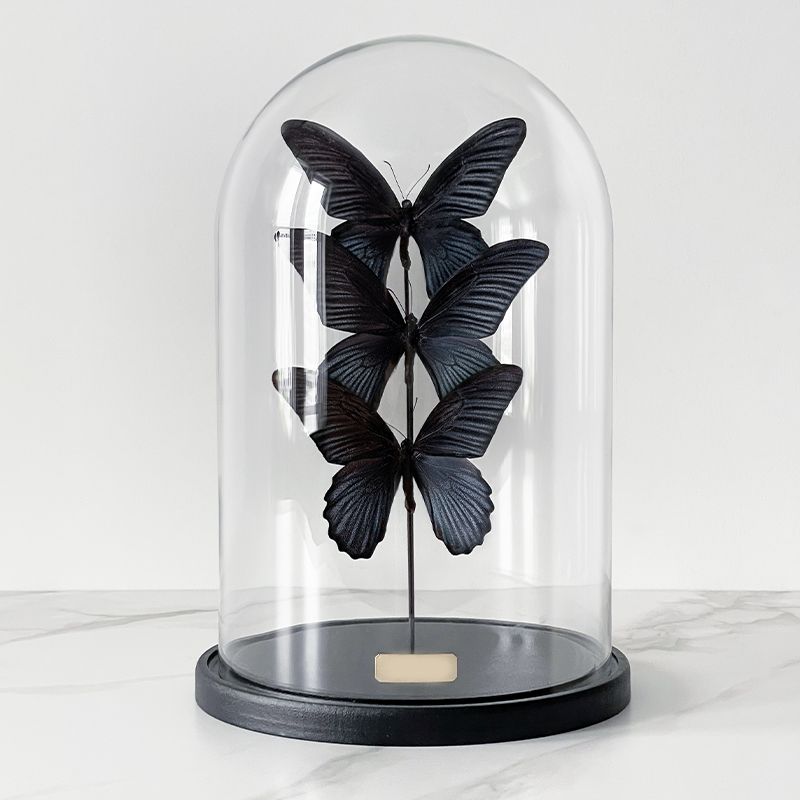 Статуэтка 3 Butterflies Papilio Memnon Glass Cloche Статуэтка 3 Butterflies Papilio Memnon Glass Cloche в Липецке | Loft Concept