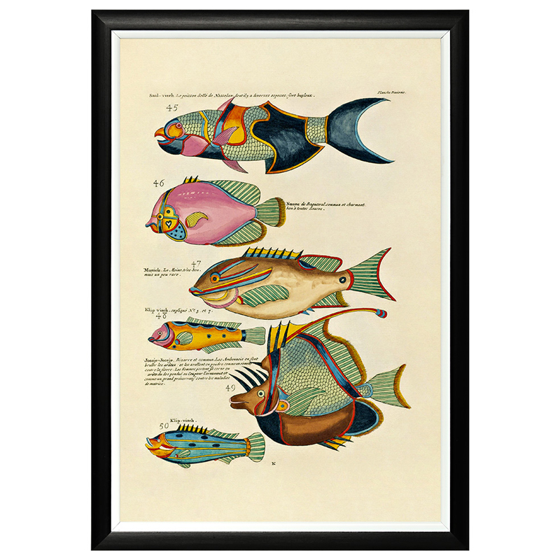 Постер в черной раме Fish Guide 7 Мульти Черный в Липецке | Loft Concept 