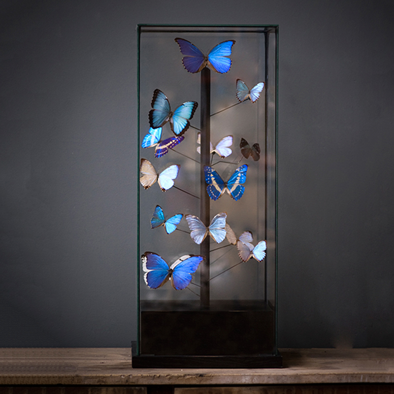 Статуэтка 14 Blue Butterflies Morphos Glass Box Статуэтка 14 Blue Butterflies Morphos Glass Box в Липецке | Loft Concept