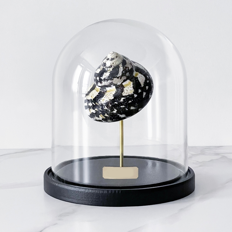 Статуэтка Turbo Cittarium Pica Glass Cloche Статуэтка Turbo Cittarium Pica Glass Cloche в Липецке | Loft Concept