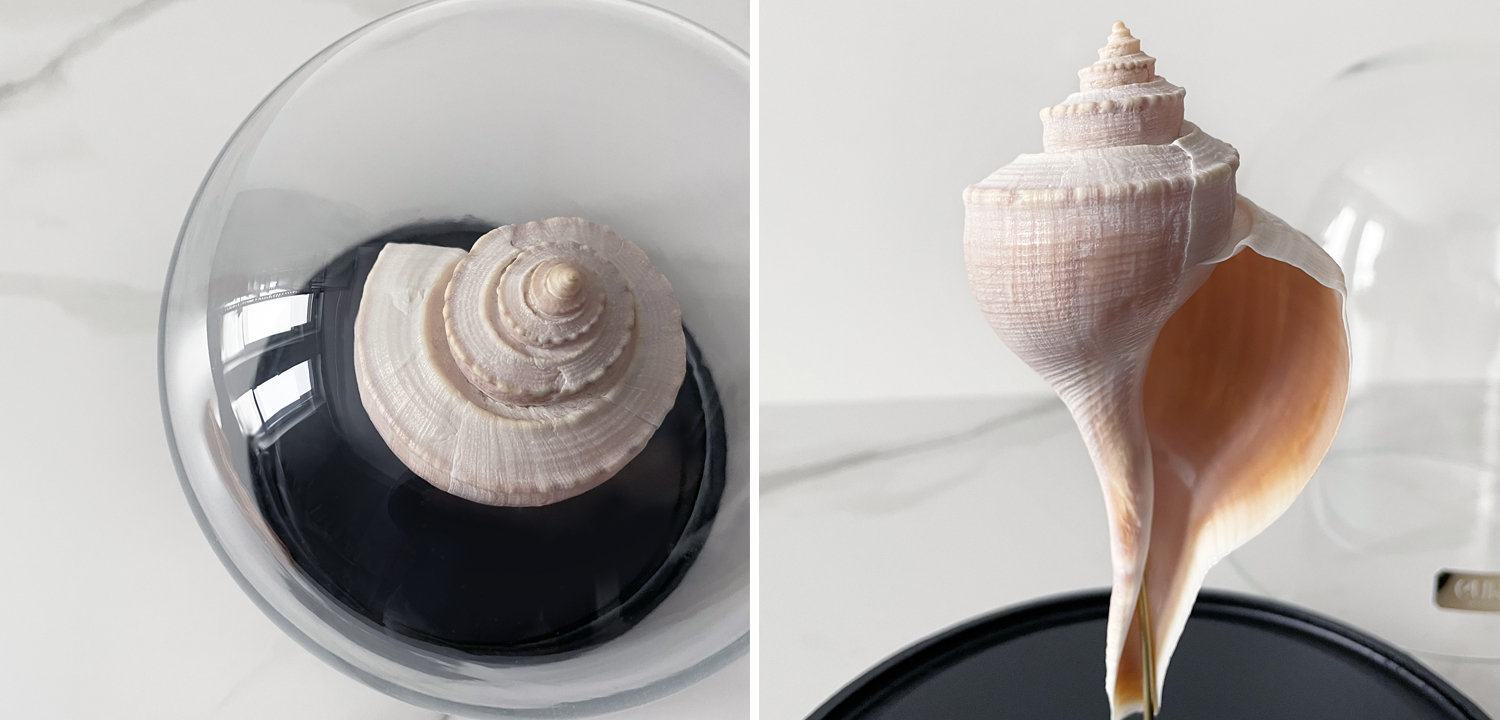 Статуэтка Busycon Canaliculatus Glass Cloche - фото