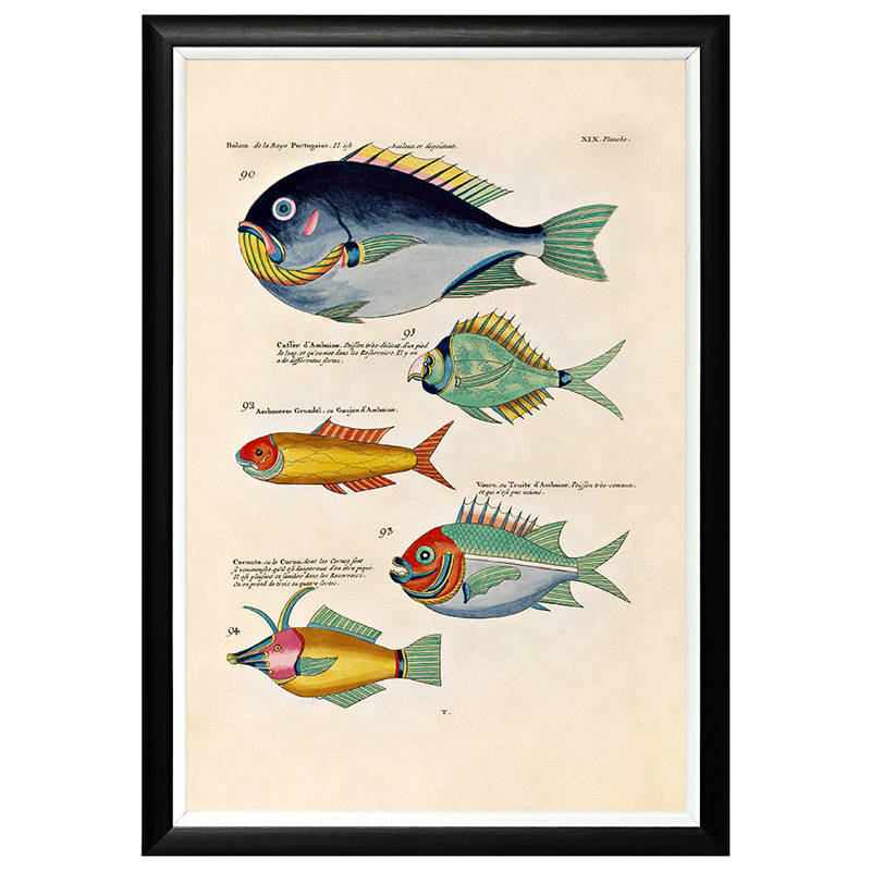 Постер в черной раме Fish Guide 12 Мульти Черный Постер в черной раме Fish Guide 12 Мульти Черный в Липецке | Loft Concept