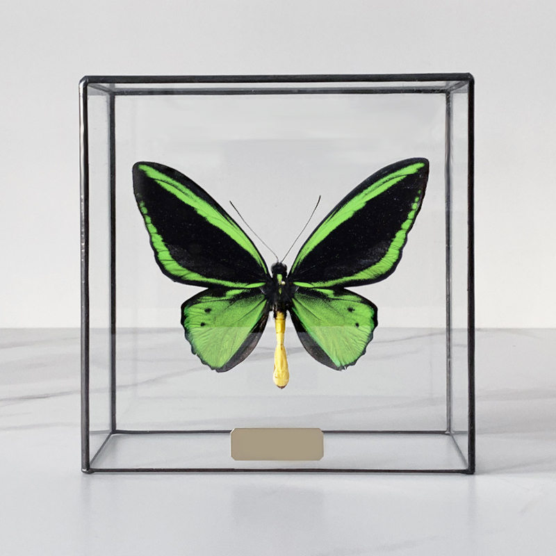 Статуэтка Butterfly Priamus Poseidon Glass Box Статуэтка Butterfly Priamus Poseidon Glass Box в Липецке | Loft Concept