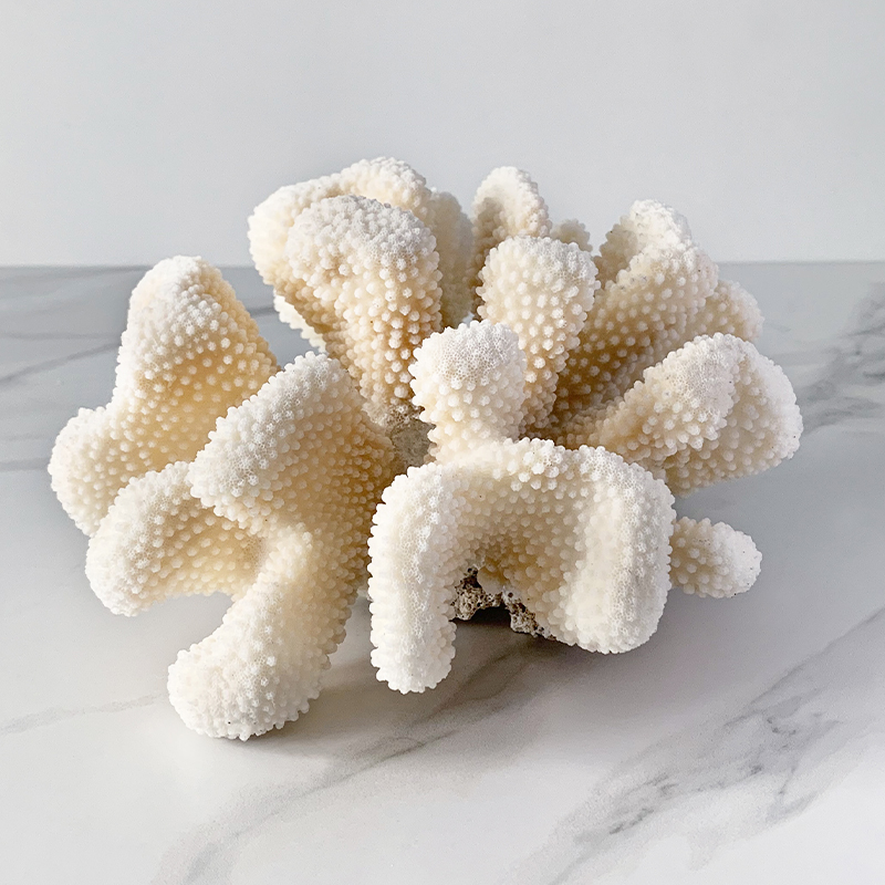 Статуэтка White Cauliflower Coral Статуэтка White Cauliflower Coral в Липецке | Loft Concept