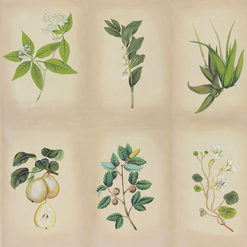Обои ручная роспись Botanical Studies Linnaeus colourway Обои ручная роспись Botanical Studies Linnaeus colourway в Липецке | Loft Concept