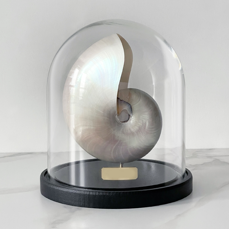 Статуэтка Nautilus Pompilius Nacre Glass Cloche Статуэтка Nautilus Pompilius Nacre Glass Cloche в Липецке | Loft Concept