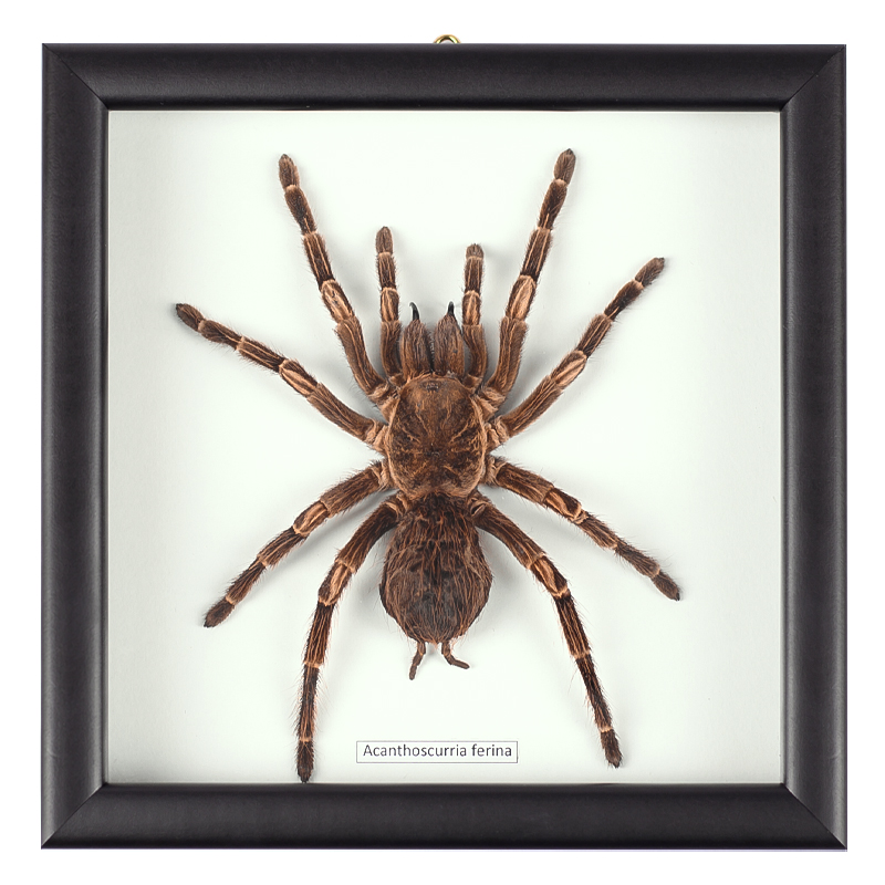Аксессуар на стену Паук Acanthoscurria Ferina Коричневый Белый Черный Аксессуар на стену Паук Acanthoscurria Ferina Коричневый Белый Черный в Липецке | Loft Concept