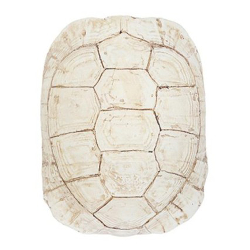 Аксессуар Turtle Shell White Бежевый Аксессуар Turtle Shell White Бежевый в Липецке | Loft Concept
