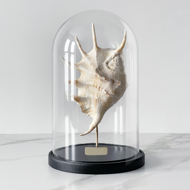 Статуэтка Lambis Glass Cloche Статуэтка Lambis Glass Cloche в Липецке | Loft Concept