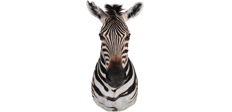 Голова зебры Burchellii Чучело таксидермия ZEBRA SHM RIGHT Голова зебры Burchellii Чучело таксидермия ZEBRA SHM RIGHT - Loft-Concept в Липецке