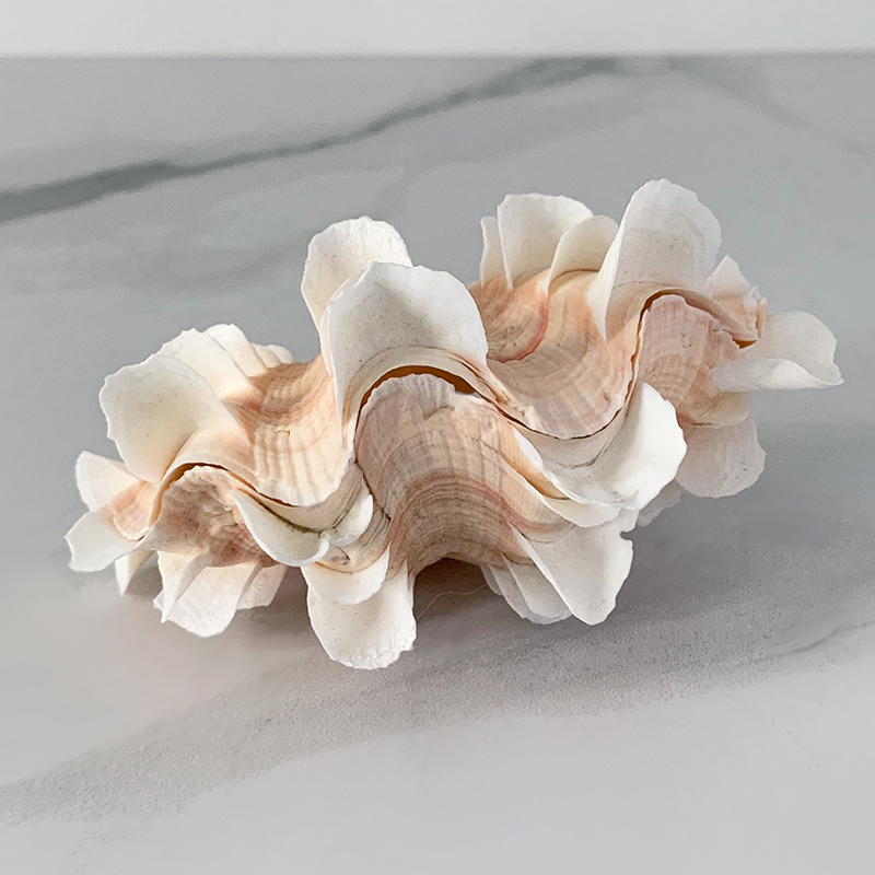 Статуэтка Tridacna Shell XS Статуэтка Tridacna Shell XS в Липецке | Loft Concept