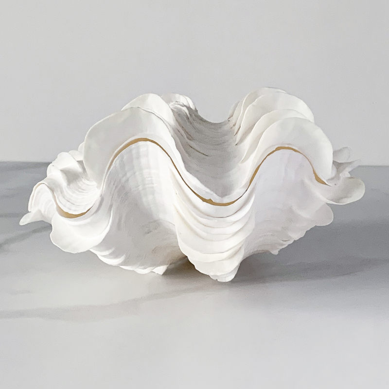 Статуэтка Tridacna Squamosa Shell Статуэтка Tridacna Squamosa Shell в Липецке | Loft Concept