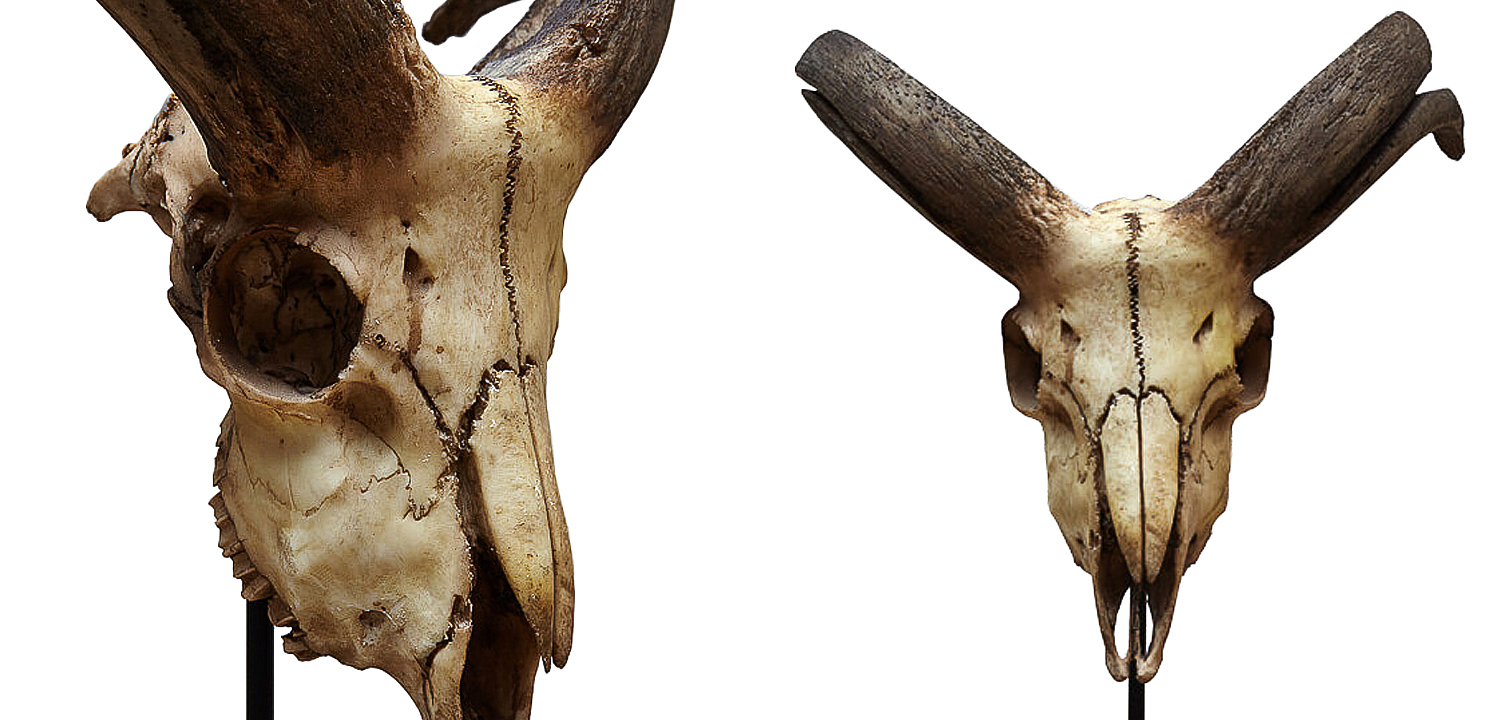 Аксессуар Goat Skull Аксессуар Goat Skull - Loft-Concept в Липецке