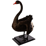 Настоящее чучело черного лебедя Black Swan варинант исполнения - 2 | Loft Concept в Липецке