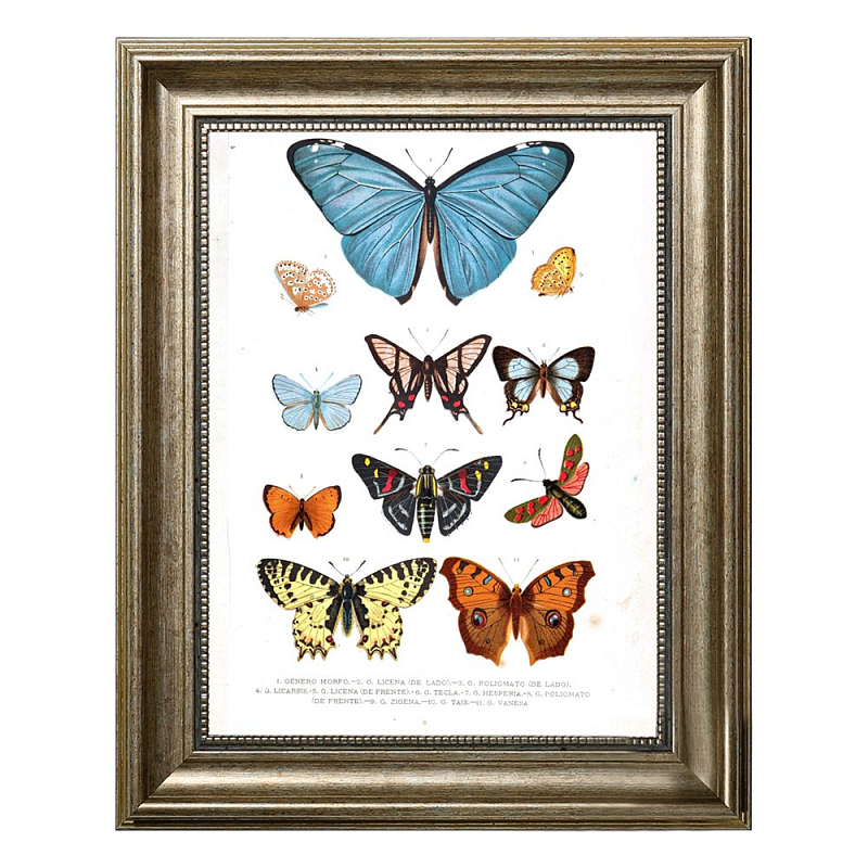 Постер Blue Butterfly Постер Blue Butterfly в Липецке | Loft Concept