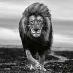 Книга Beusker. Look into my Eyes варинант исполнения - 7 | Loft Concept в Липецке